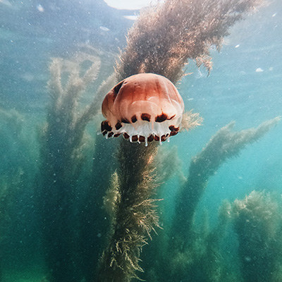 ocean medusa