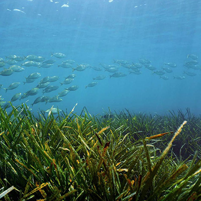 undersea fish and algae