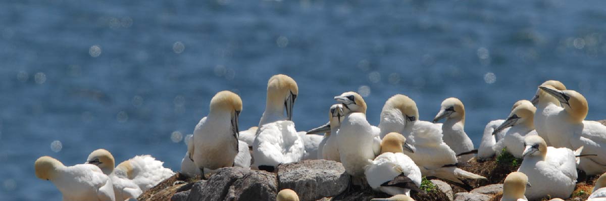 BirdLife