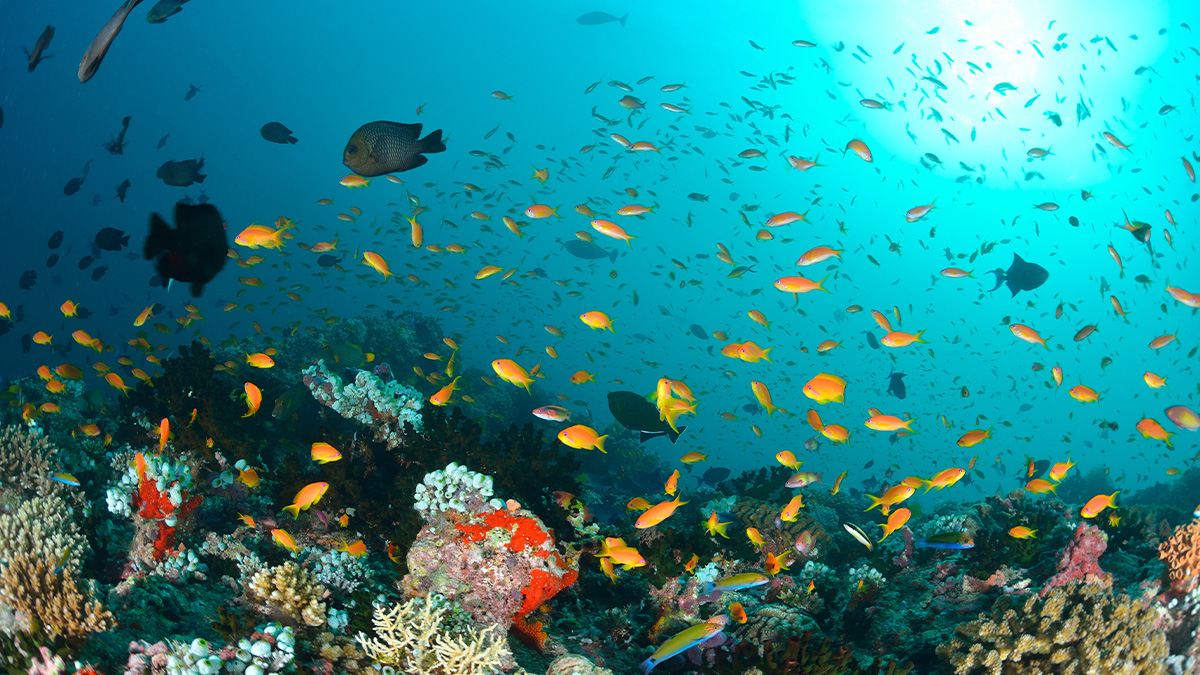 Marine Biologist