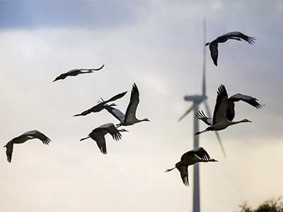 Birds