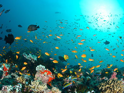 Marine biodiversity