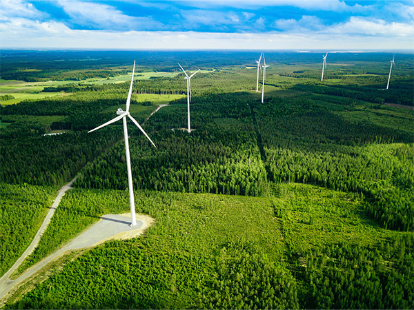Deforestation and turbines in forests