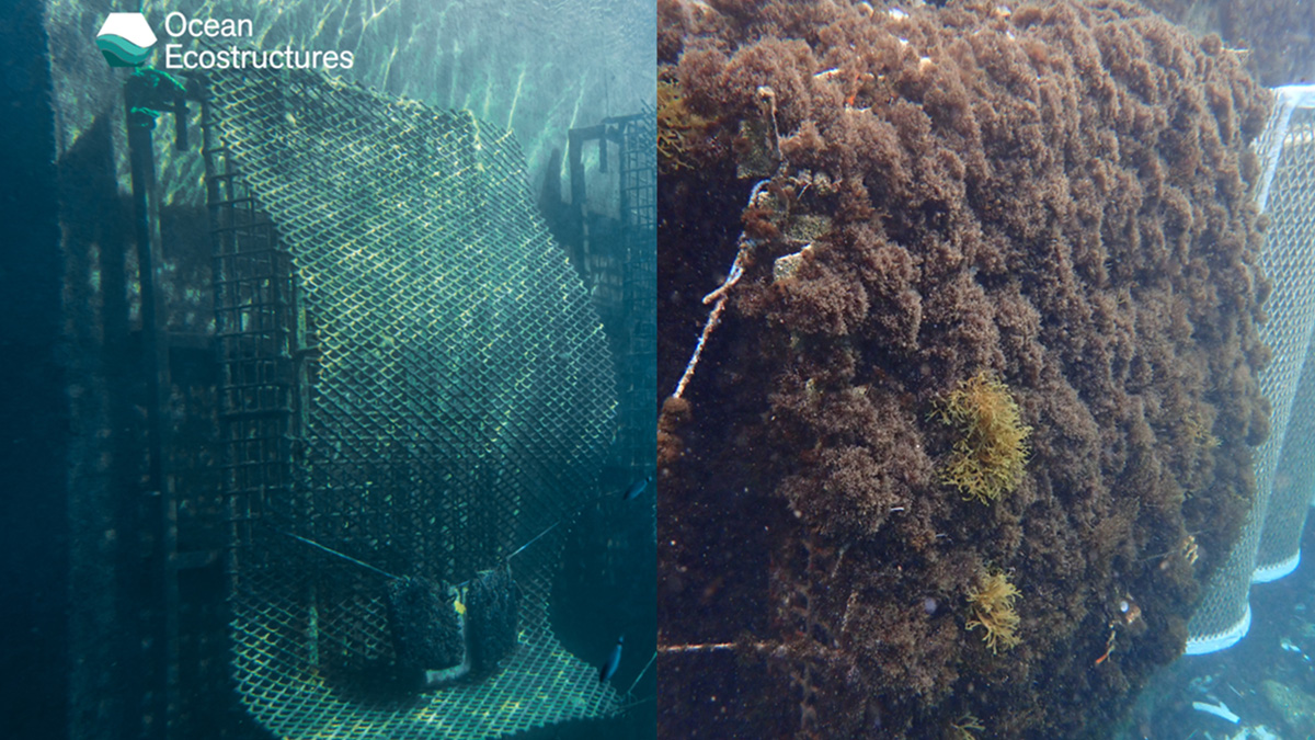 Ocean Ecostructures