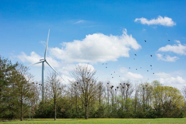 Wind-Energy-Birds-Biodiversity